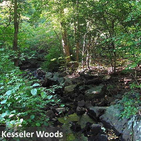 Kesseler Woods