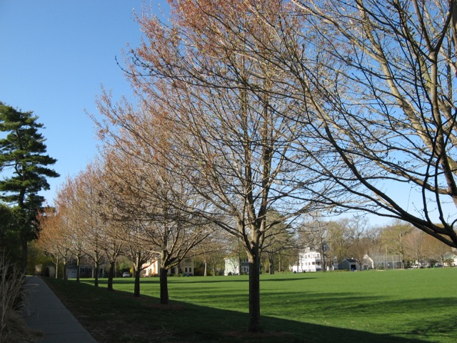 Lower Falls Field