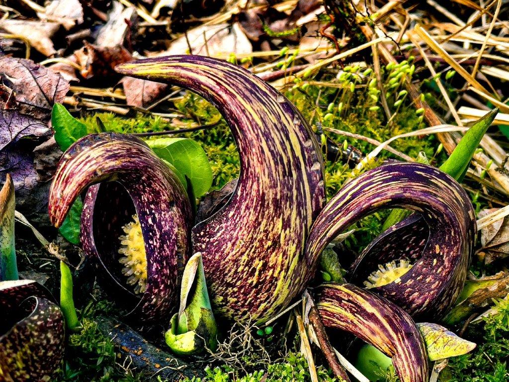 2022 Skunk Cabbage in Cold Spring Park 1